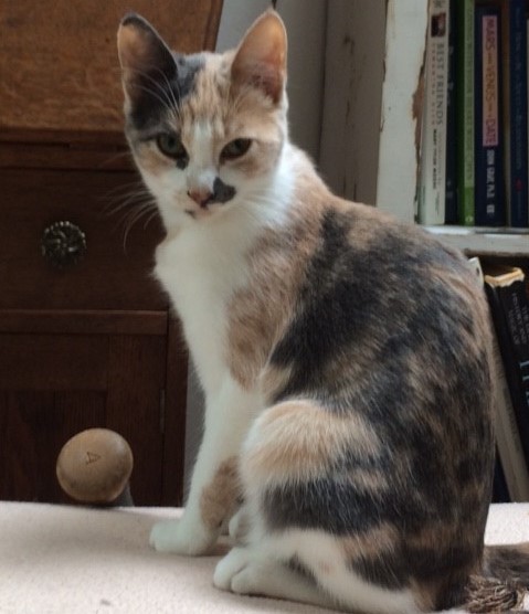 Cat For Adoption Blossom A Dilute Calico Domestic Short Hair