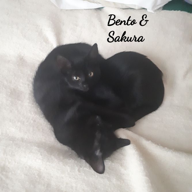Bento and Sakura (Bonded brothers)