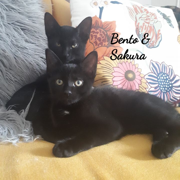 Bento and Sakura (Bonded brothers) 6