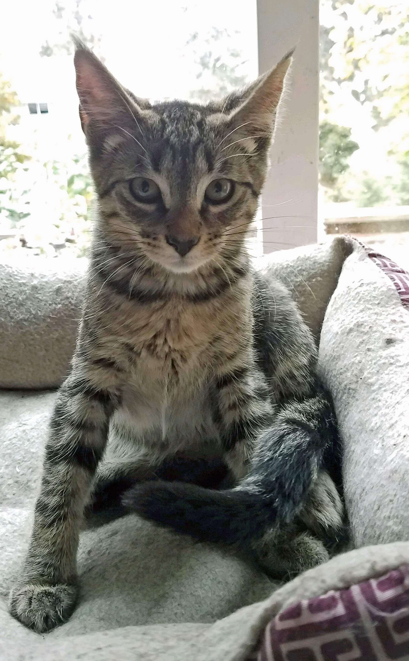 Tommy, an adoptable Tabby, Domestic Short Hair in Spokane, WA, 99212 | Photo Image 2