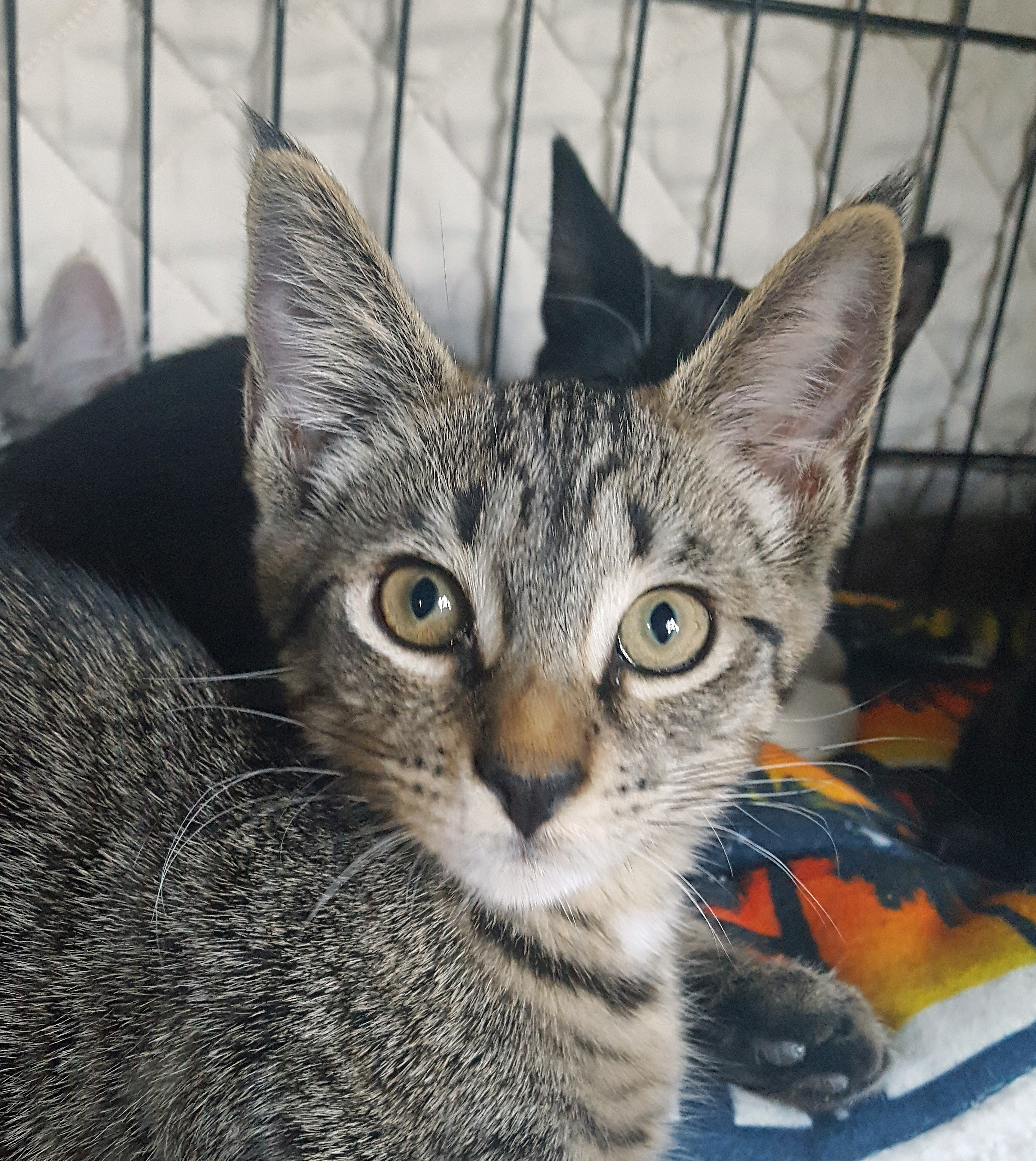 Tommy, an adoptable Tabby, Domestic Short Hair in Spokane, WA, 99212 | Photo Image 4