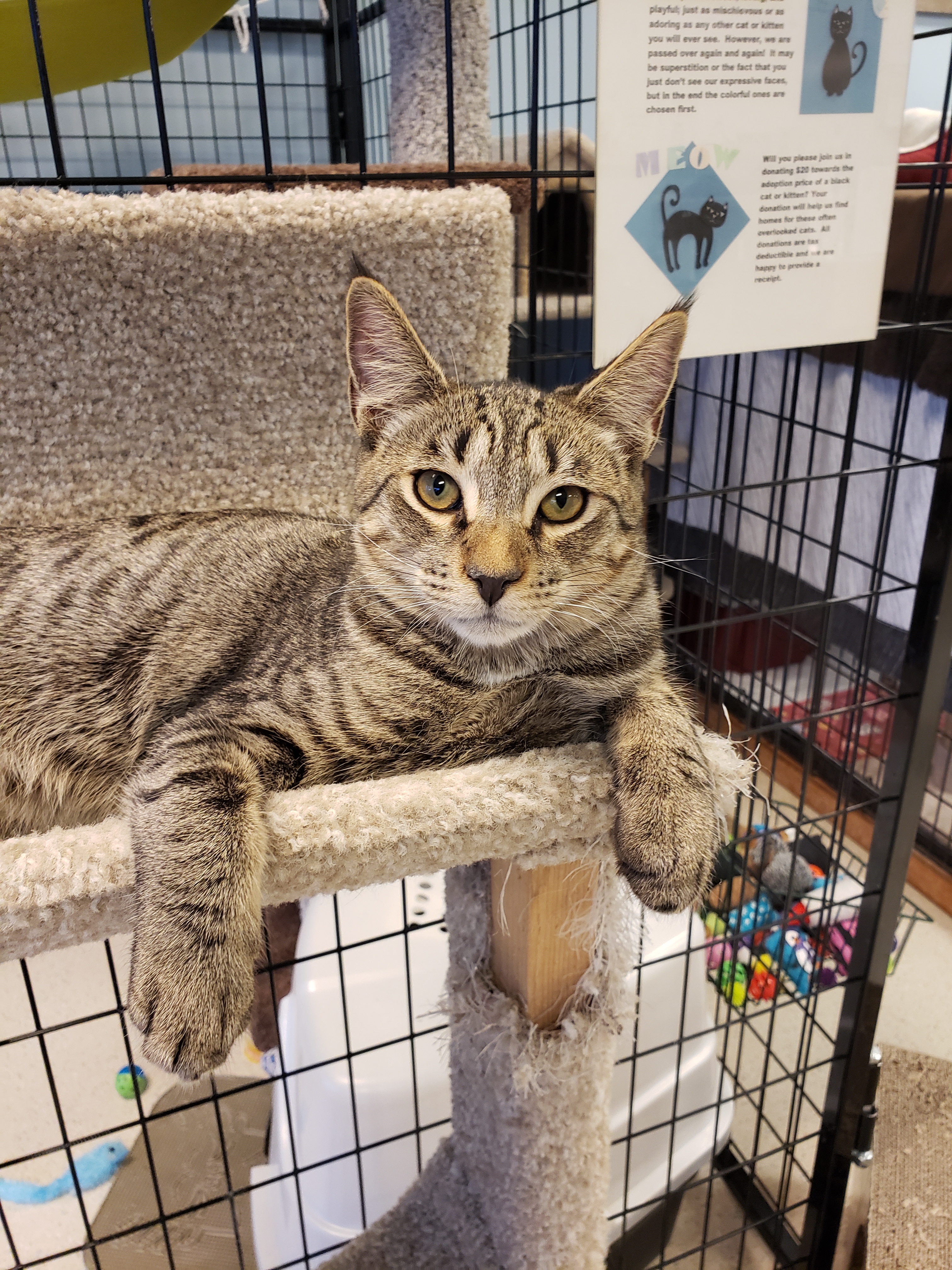 Tommy, an adoptable Tabby, Domestic Short Hair in Spokane, WA, 99212 | Photo Image 6