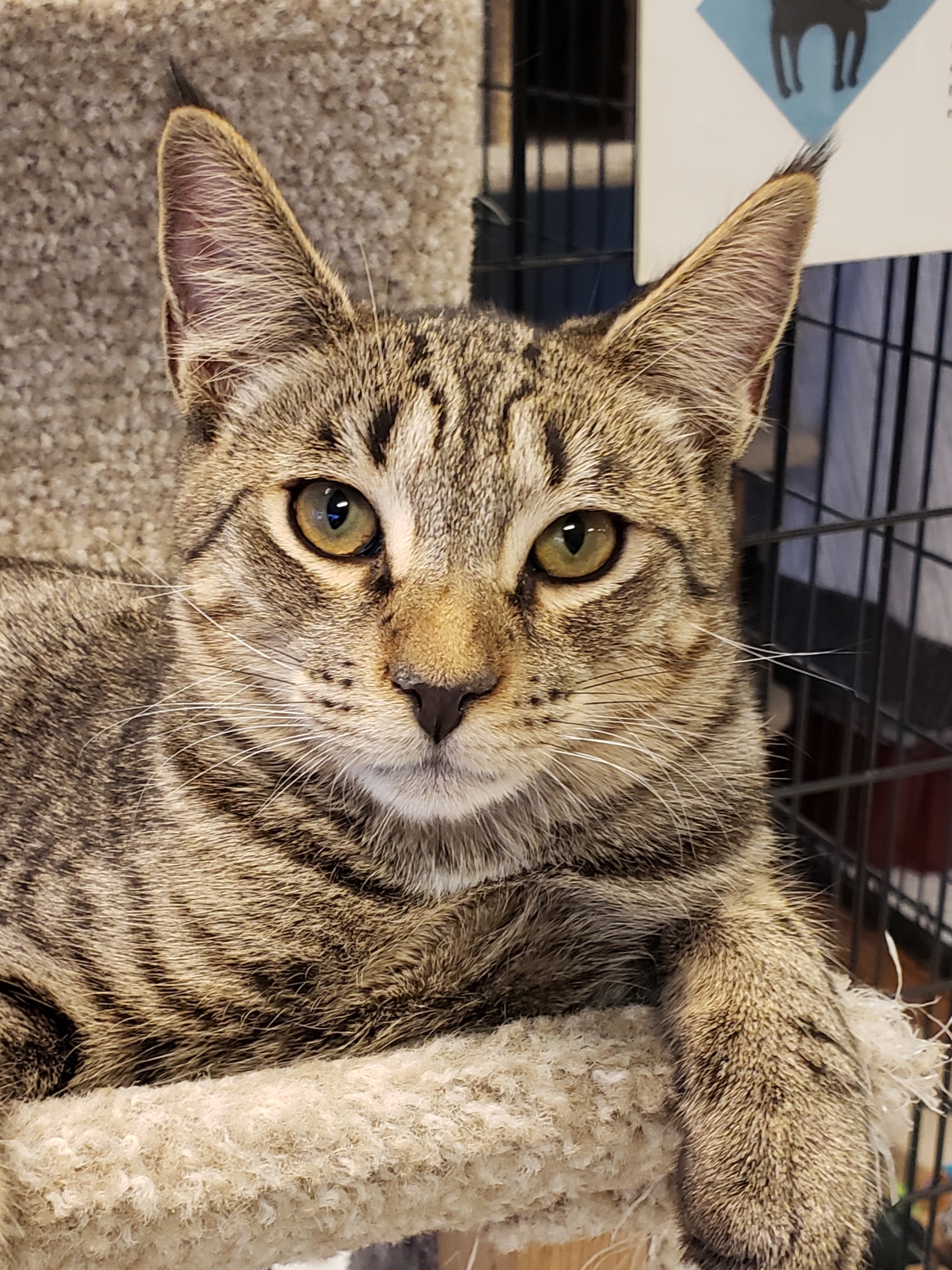 Tommy, an adoptable Tabby, Domestic Short Hair in Spokane, WA, 99212 | Photo Image 8