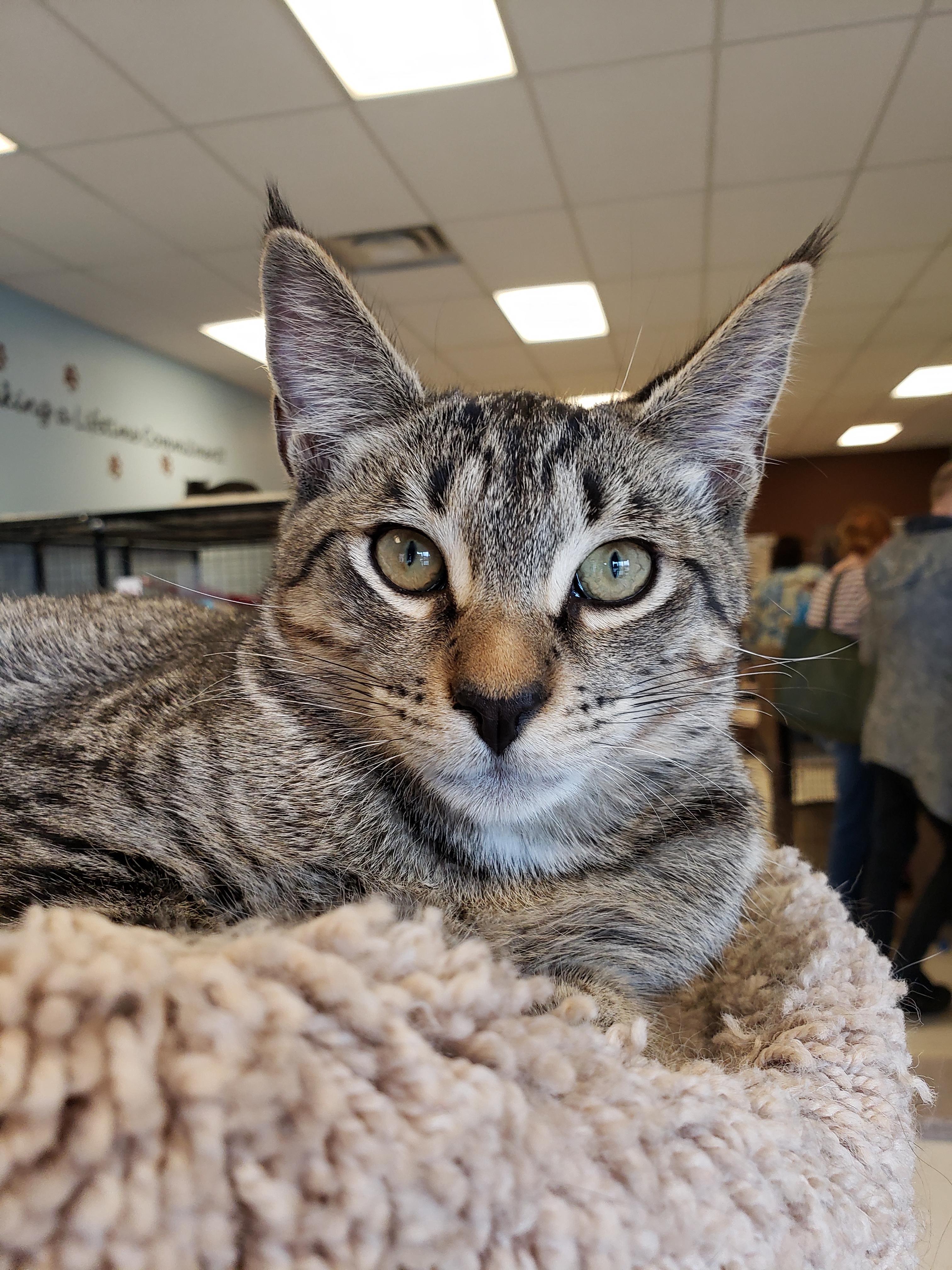 Tommy, an adoptable Tabby, Domestic Short Hair in Spokane, WA, 99212 | Photo Image 9