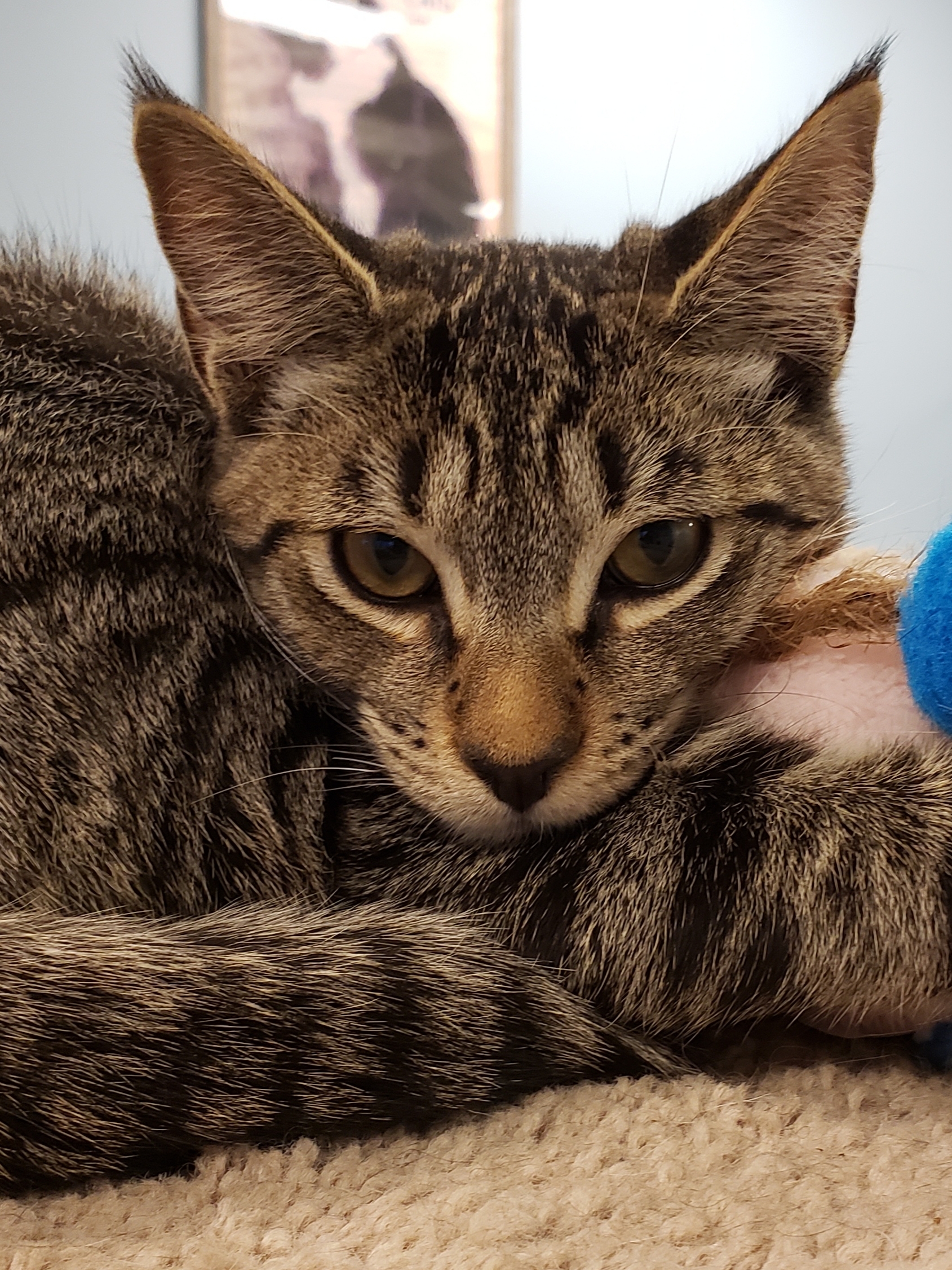 Tommy, an adoptable Tabby, Domestic Short Hair in Spokane, WA, 99212 | Photo Image 10