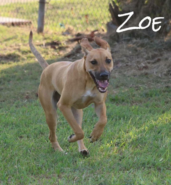 Zoe 2
