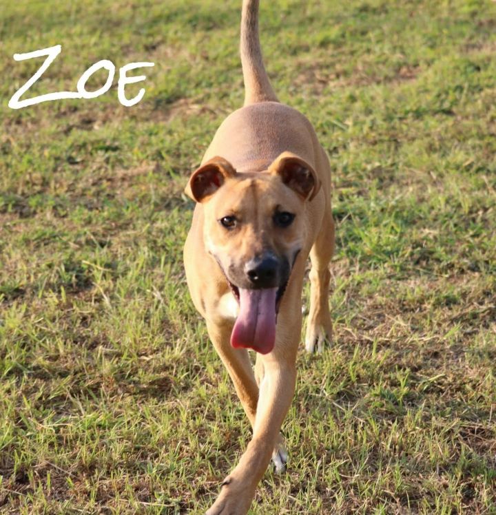 Zoe 4