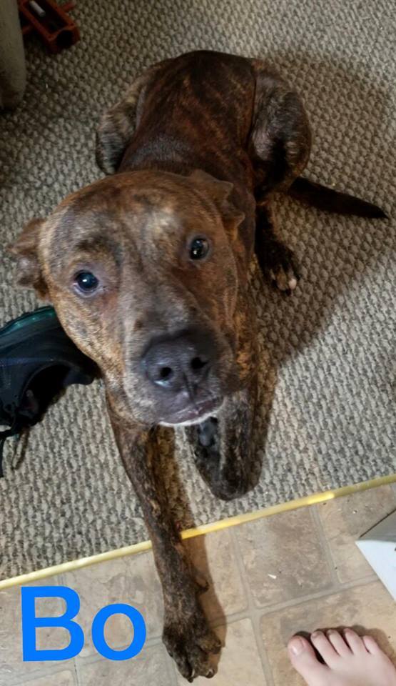 Bo, an adoptable Labrador Retriever, American Staffordshire Terrier in Mont Alto, PA, 17237 | Photo Image 1