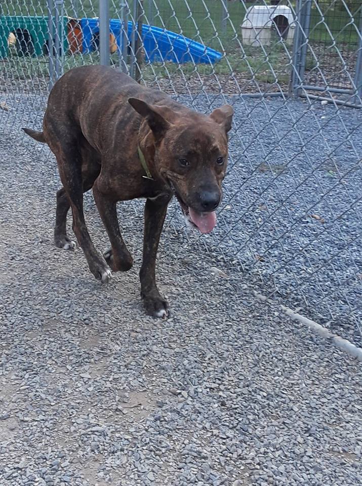 Bo, an adoptable Labrador Retriever, American Staffordshire Terrier in Mont Alto, PA, 17237 | Photo Image 2