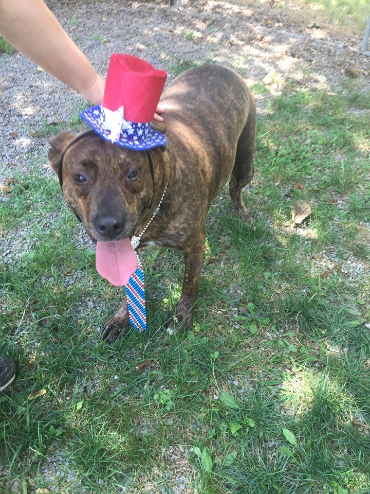 Bo, an adoptable Labrador Retriever, American Staffordshire Terrier in Mont Alto, PA, 17237 | Photo Image 4