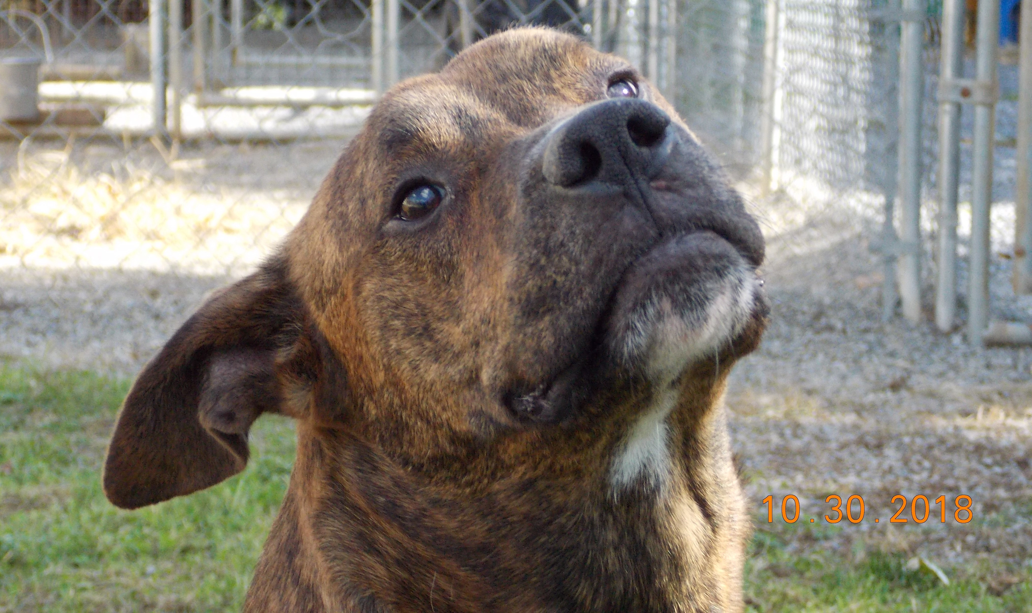 Bo, an adoptable Labrador Retriever, American Staffordshire Terrier in Mont Alto, PA, 17237 | Photo Image 4