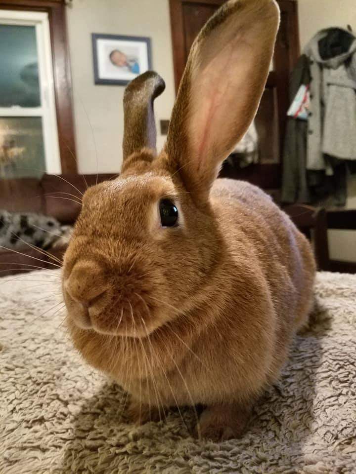 Rabbit for adoption - Ginger Snap, a Bunny Rabbit in Godfrey, IL
