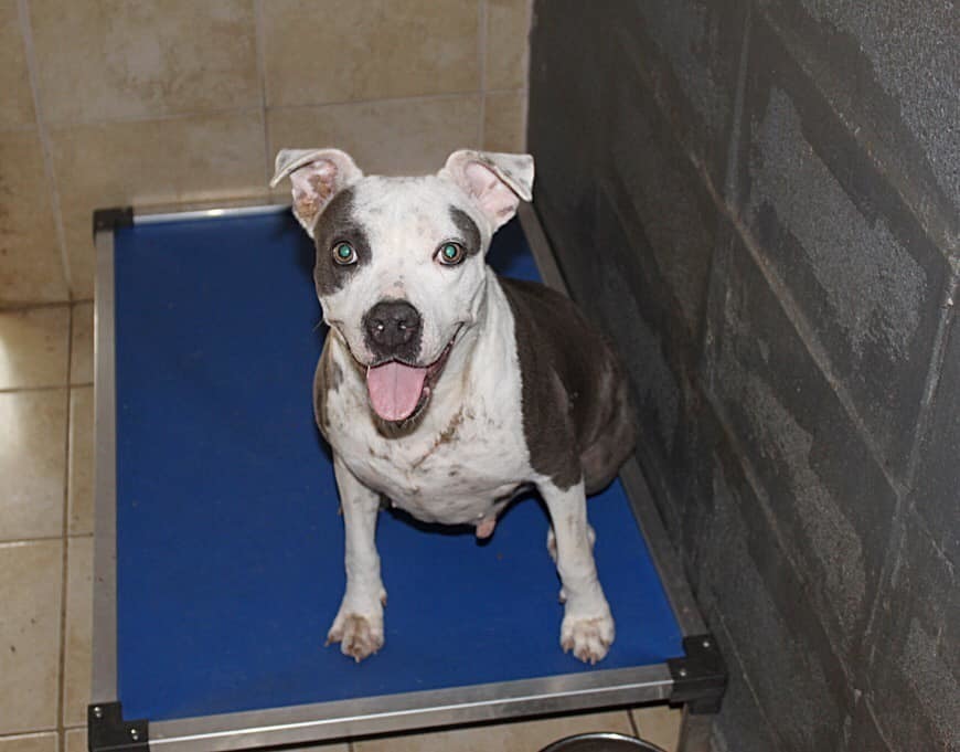 Mollie, an adoptable American Bulldog in Troy, AL, 36081 | Photo Image 1