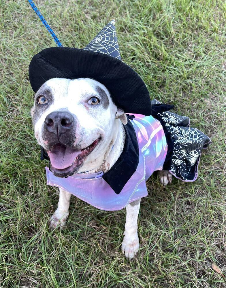 Mollie, an adoptable American Bulldog in Troy, AL, 36081 | Photo Image 2