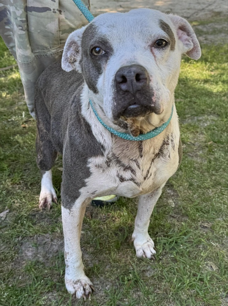 Mollie, an adoptable American Bulldog in Troy, AL, 36081 | Photo Image 3