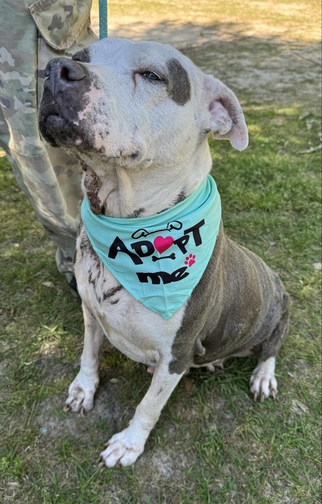 Mollie, an adoptable American Bulldog in Troy, AL, 36081 | Photo Image 4