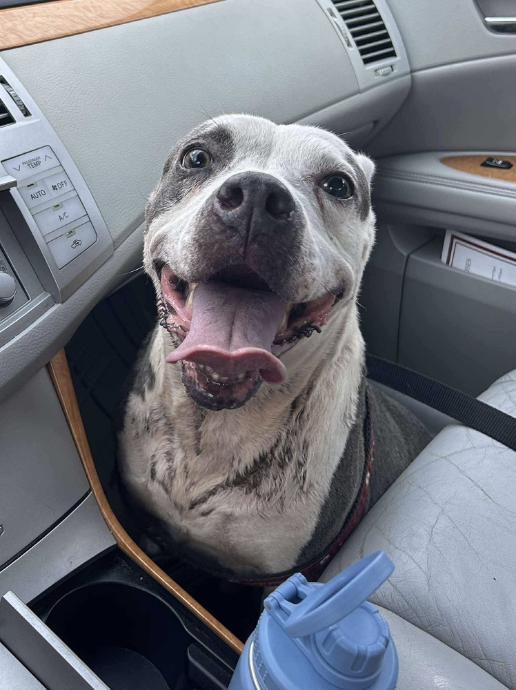 Mollie, an adoptable American Bulldog in Troy, AL, 36081 | Photo Image 5