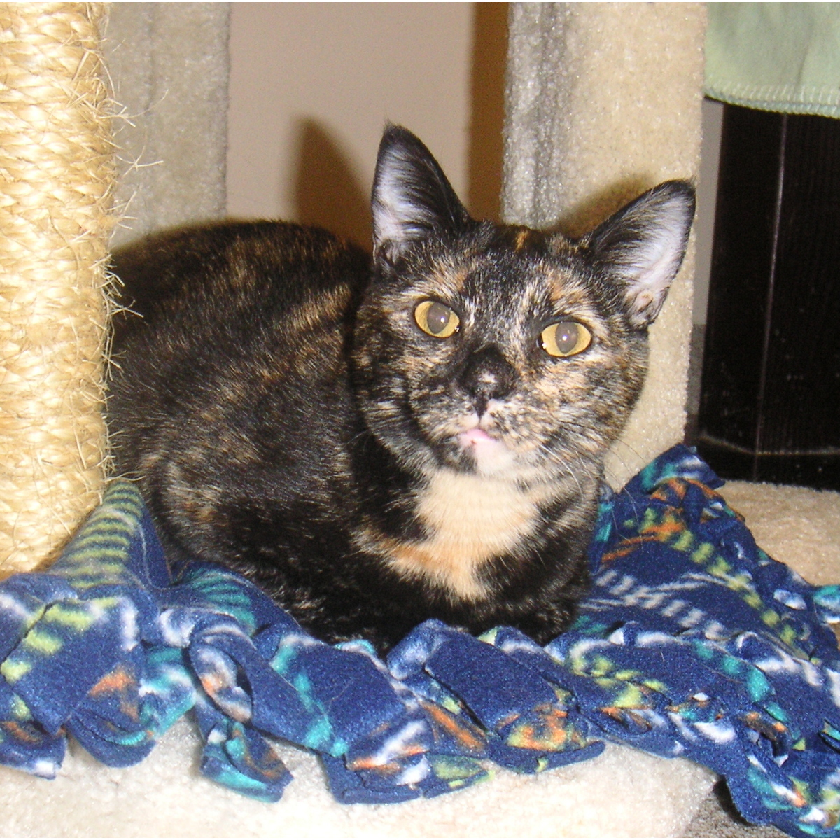 Ginger, an adoptable Domestic Short Hair in Arlington Heights, IL, 60006 | Photo Image 1