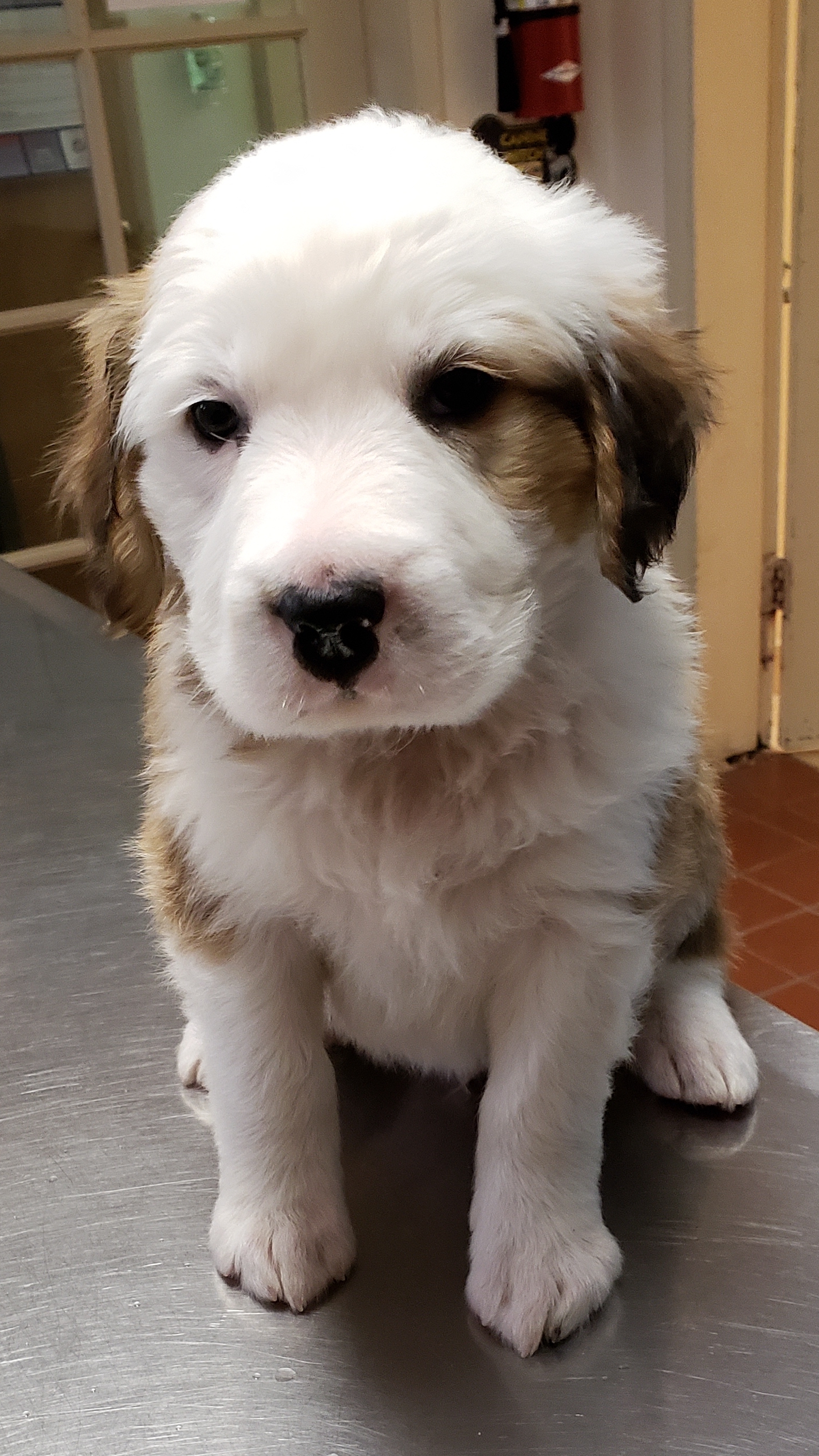 Luka, an adoptable Great Pyrenees in Nogales, AZ, 85621 | Photo Image 2