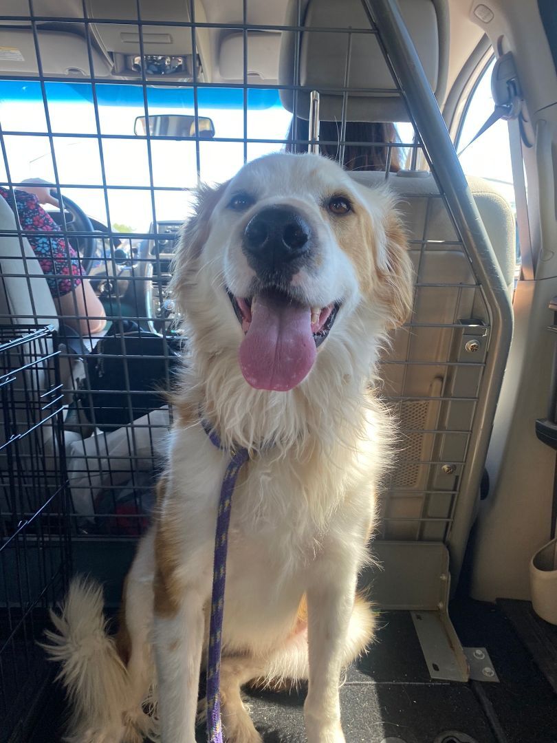 Luka, an adoptable Great Pyrenees in Nogales, AZ, 85621 | Photo Image 1