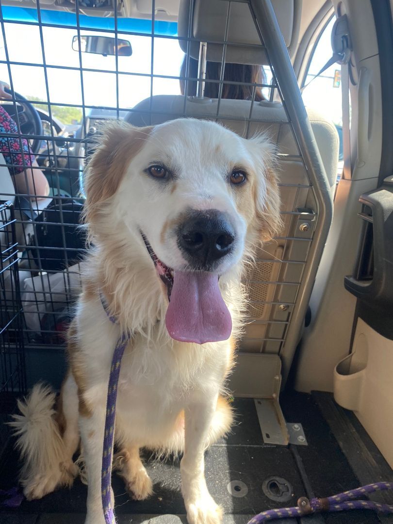 Luka, an adoptable Great Pyrenees in Nogales, AZ, 85621 | Photo Image 3