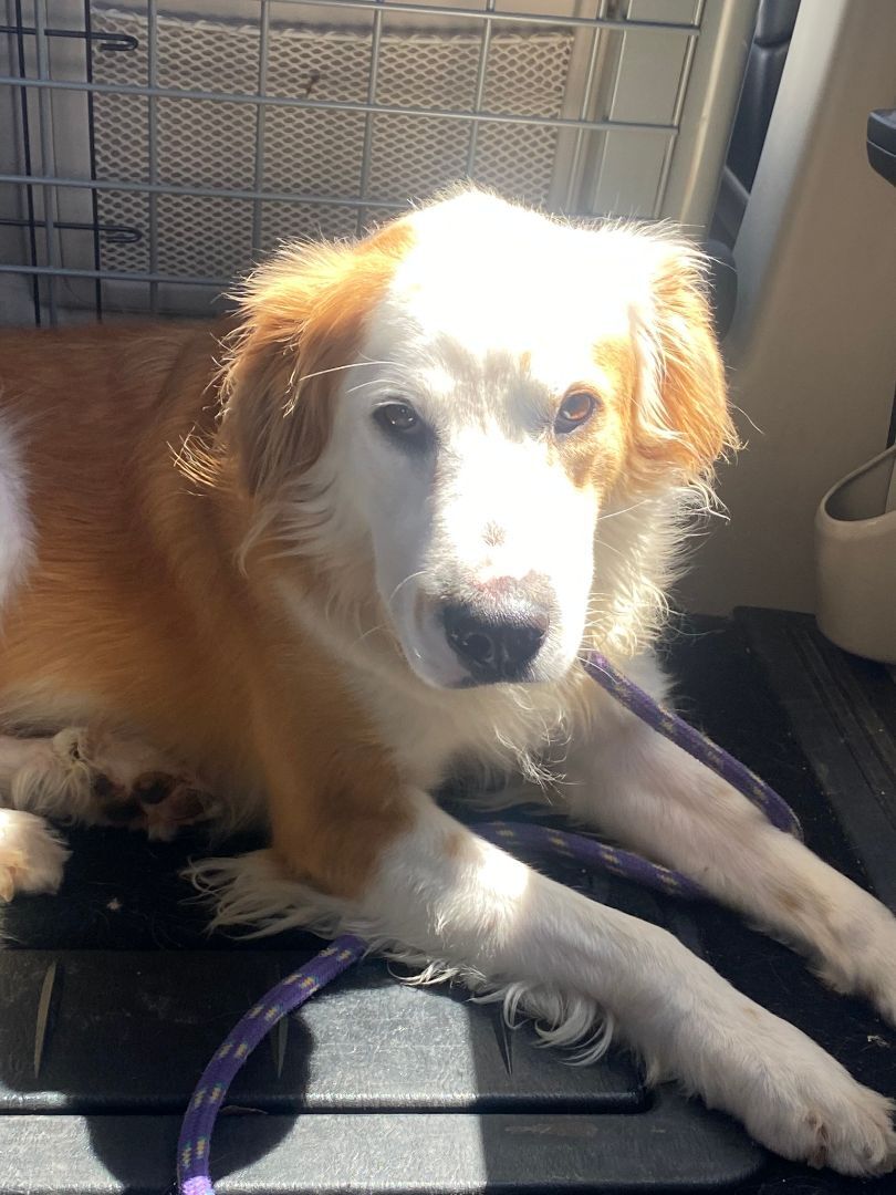 Luka, an adoptable Great Pyrenees in Nogales, AZ, 85621 | Photo Image 4