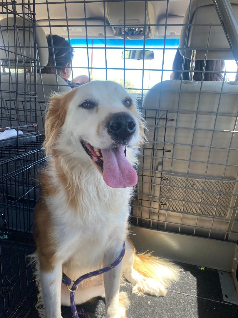 Luka, an adoptable Great Pyrenees in Nogales, AZ, 85621 | Photo Image 5