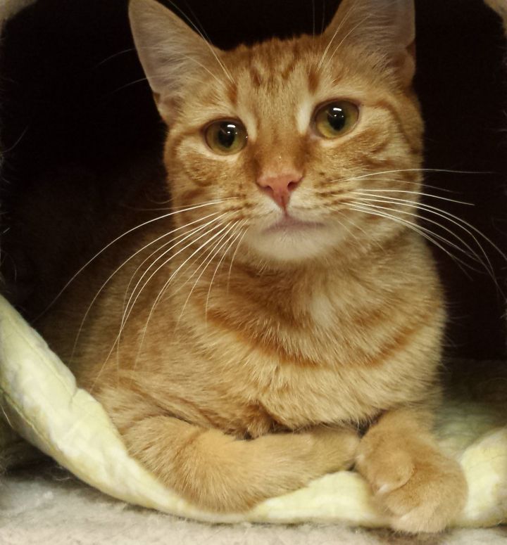 Cat For Adoption Ginger A Domestic Short Hair Mix In Accord Ny