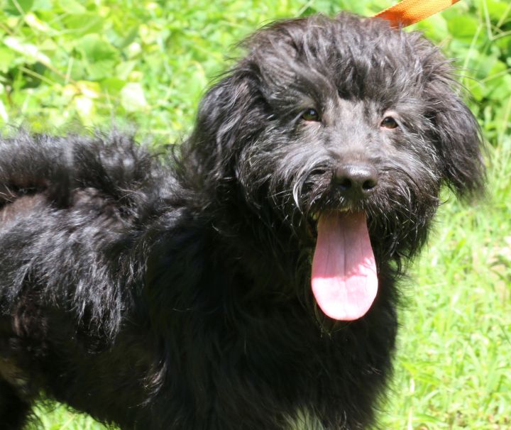 Hector, an adopted Poodle Mix in New York, NY_image-2