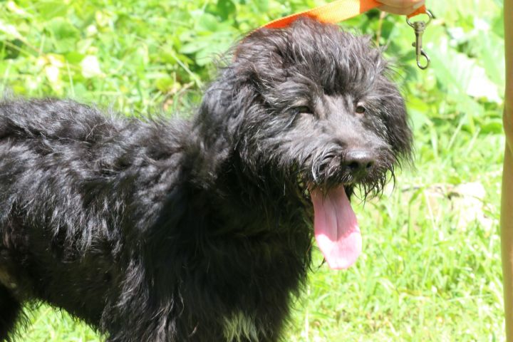 Hector, an adopted Poodle Mix in New York, NY_image-3