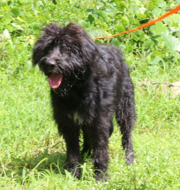 Hector, an adopted Poodle Mix in New York, NY_image-4