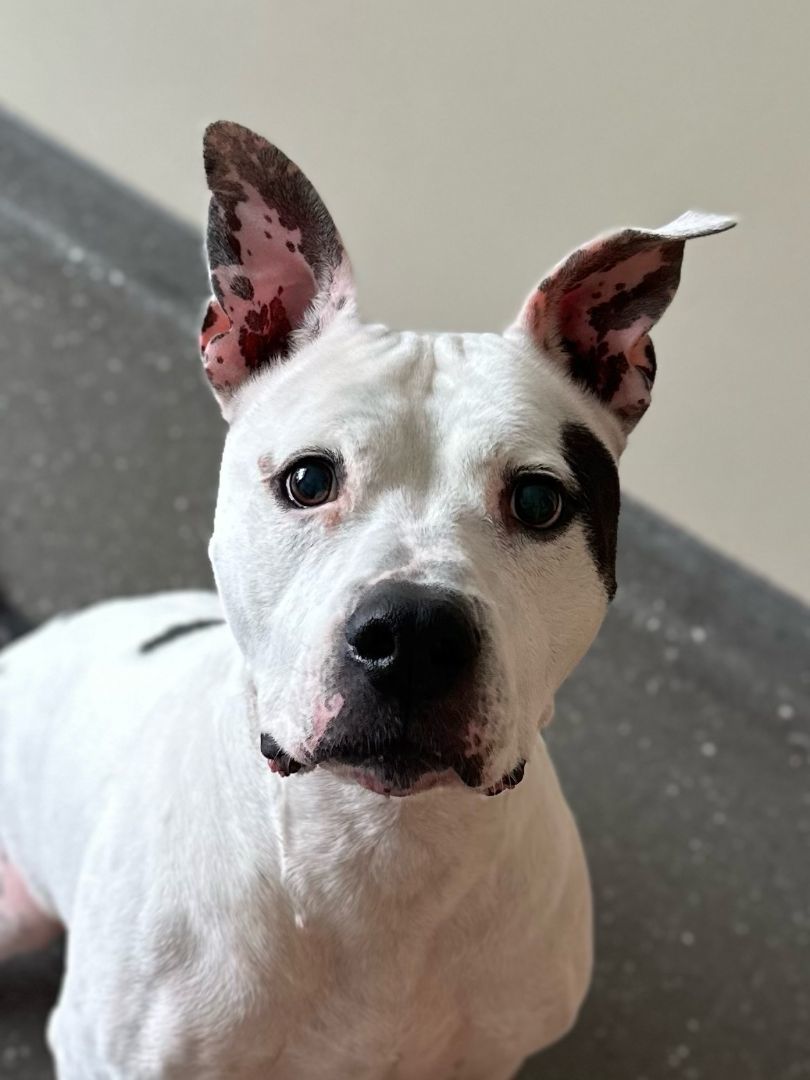 Grim, an adoptable Pit Bull Terrier in Valparaiso, IN, 46385 | Photo Image 2