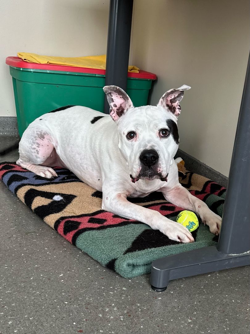 Grim, an adoptable Pit Bull Terrier in Valparaiso, IN, 46385 | Photo Image 3