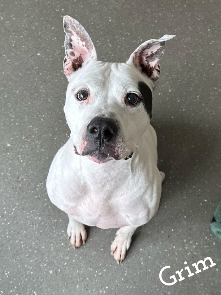 Grim, an adoptable Pit Bull Terrier in Valparaiso, IN, 46385 | Photo Image 1