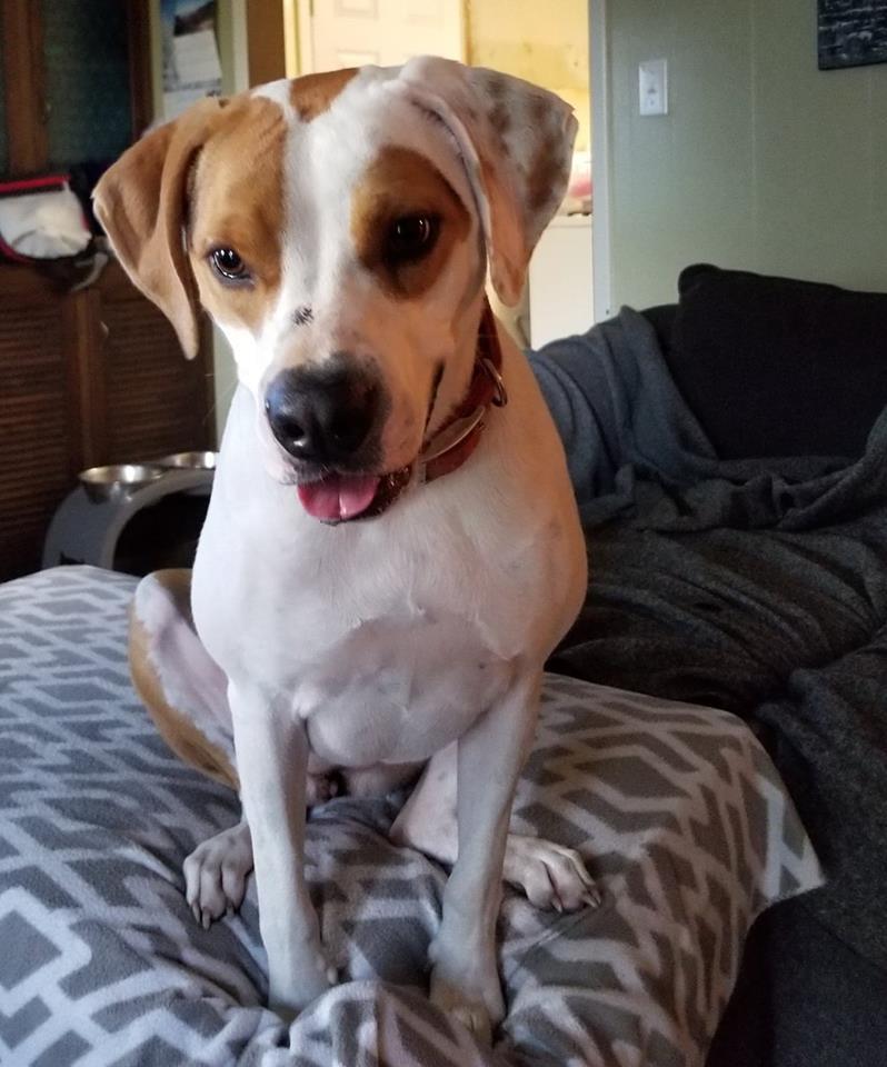 Abbie, an adoptable Boxer, Foxhound in Orange, TX, 77632 | Photo Image 2