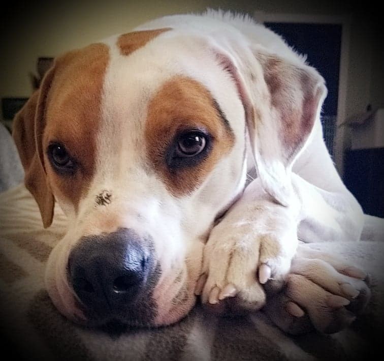 Abbie, an adoptable Boxer, Foxhound in Orange, TX, 77632 | Photo Image 3