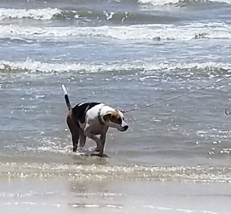 Abbie, an adoptable Boxer, Foxhound in Orange, TX, 77632 | Photo Image 4