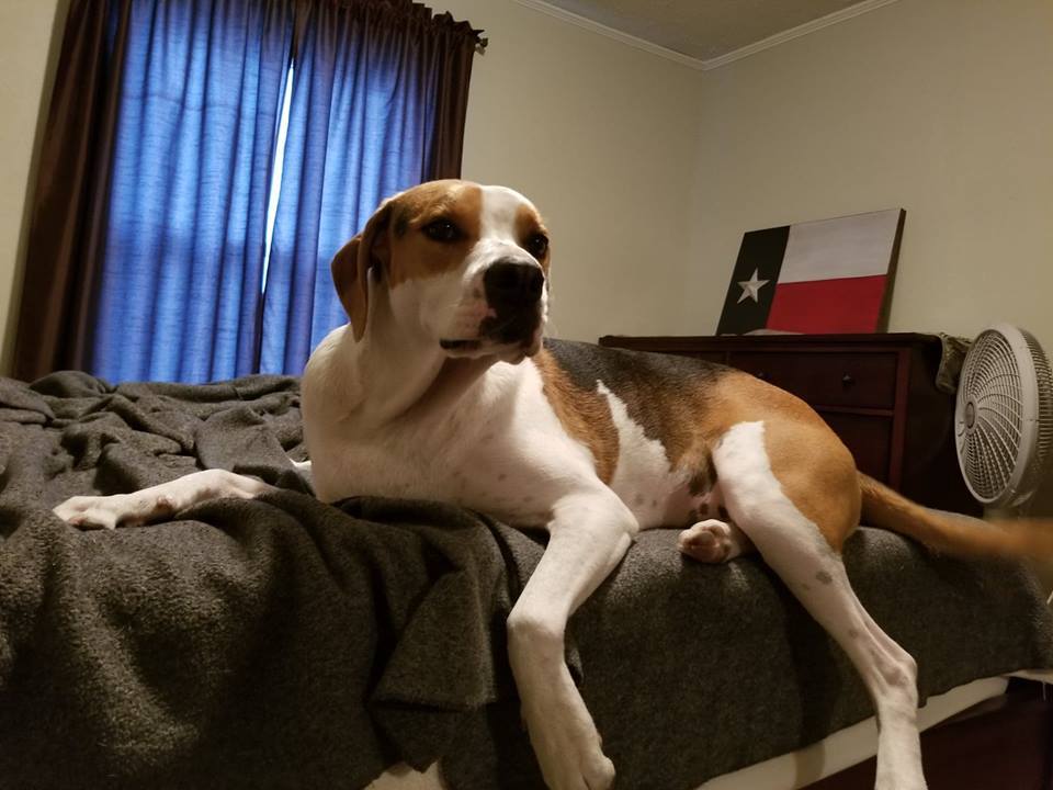 Abbie, an adoptable Boxer, Foxhound in Orange, TX, 77632 | Photo Image 5