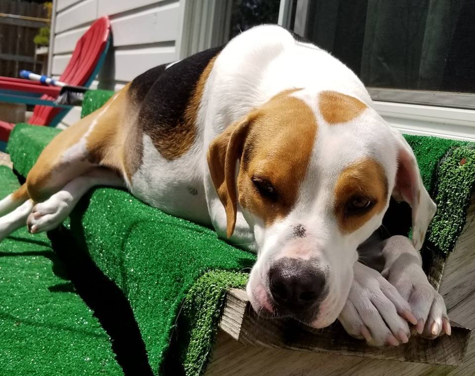 Abbie, an adoptable Boxer, Foxhound in Orange, TX, 77632 | Photo Image 6