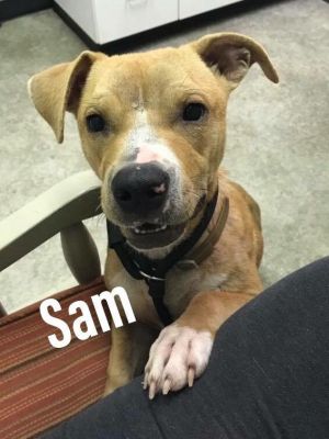 Sam