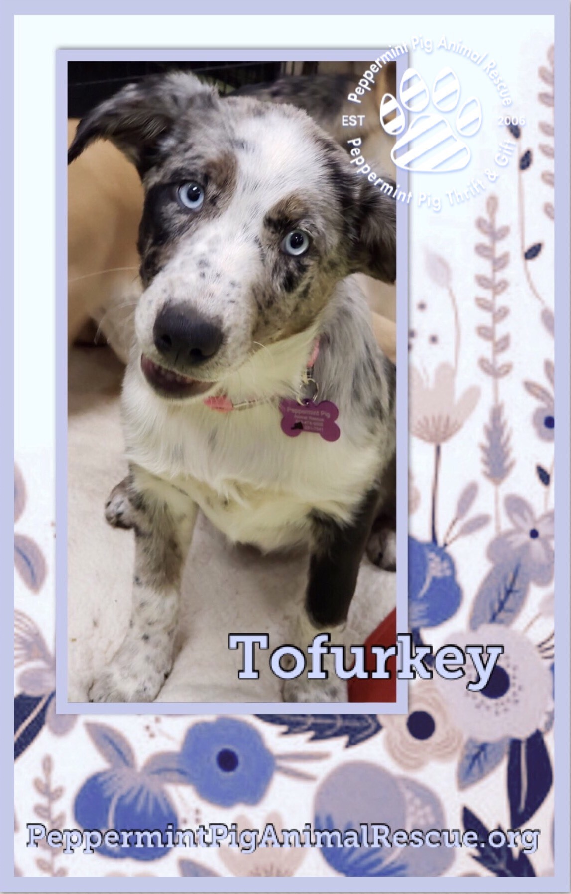 Tofurkey Adoption Pending detail page