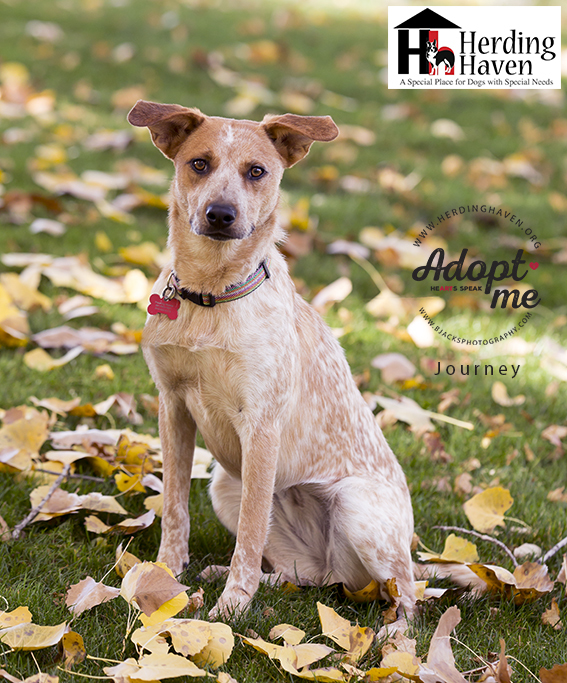 Journey, an adoptable Australian Cattle Dog / Blue Heeler, Cattle Dog in Salt Lake City, UT, 84108 | Photo Image 1