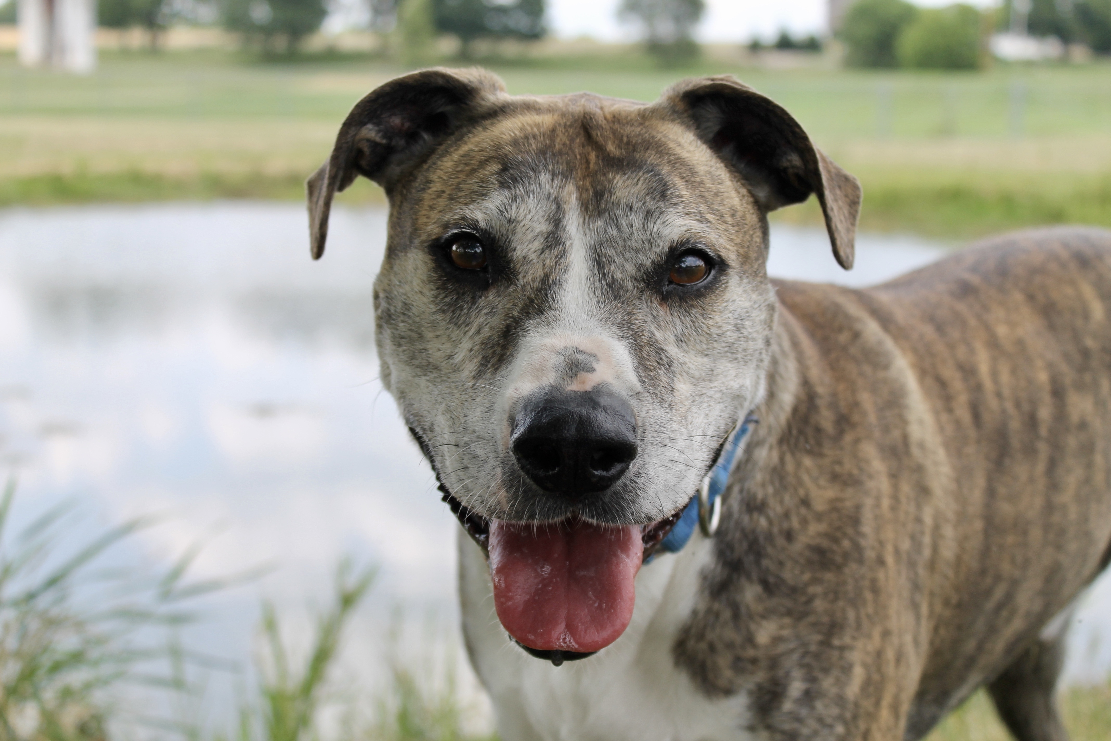 Kodi, an adoptable Boxer, Pit Bull Terrier in Lake Odessa, MI, 48849 | Photo Image 2