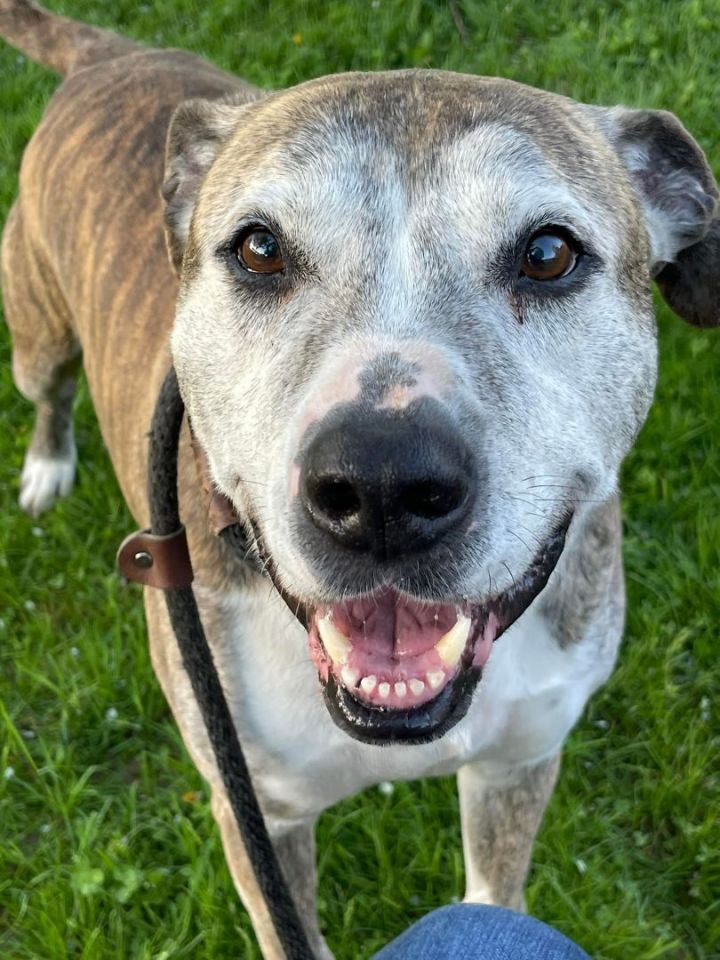 Kodi, an adoptable Boxer Mix in Lake Odessa, MI_image-1