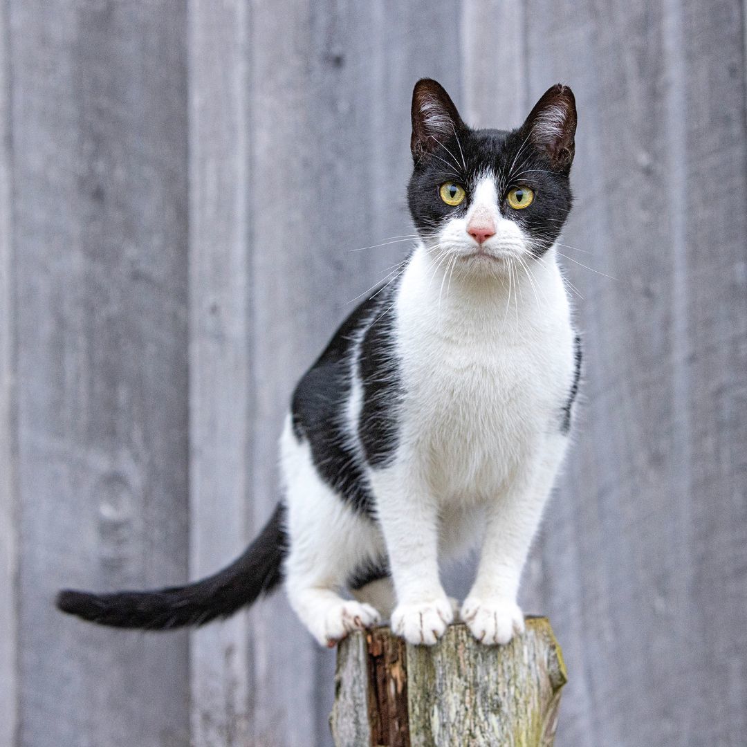 BARN/WORKING CATS, an adoptable American Shorthair in Franklin, TN, 37064 | Photo Image 2