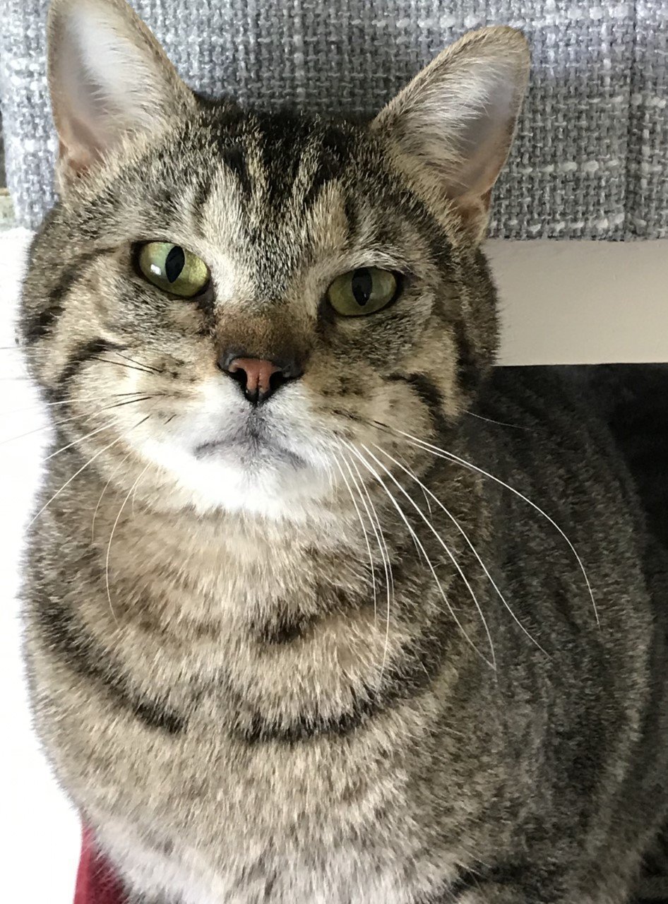 Ty, an adoptable Domestic Short Hair in Sistersville, WV, 26175 | Photo Image 1