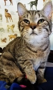 Ty, an adoptable Domestic Short Hair in Sistersville, WV, 26175 | Photo Image 2