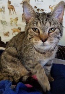 Ty, an adoptable Domestic Short Hair in Sistersville, WV, 26175 | Photo Image 3