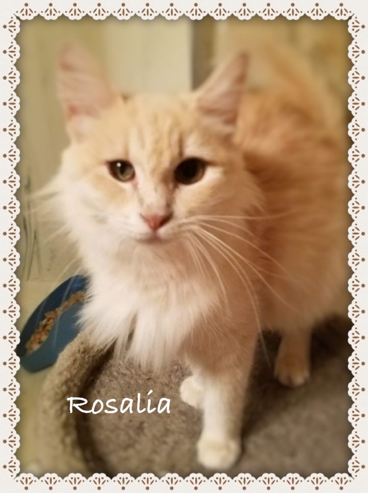 Rosalia 1