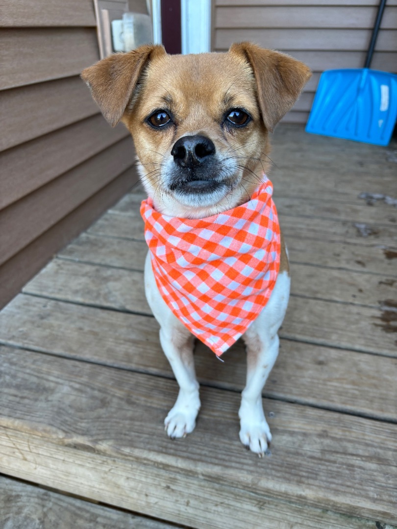 Bucky, an adoptable Jack Russell Terrier in Watertown, WI, 53094 | Photo Image 2